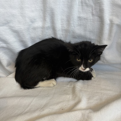 BLACK BEAN - Domestic Shorthair / Mix for adoption in Rockford
