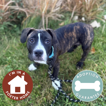 REMY - Mixed Breed, Small (under 24 lbs fully grown) / Mix available for adoption