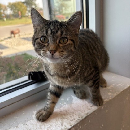 AGATE - Domestic Shorthair / Mix available for adoption