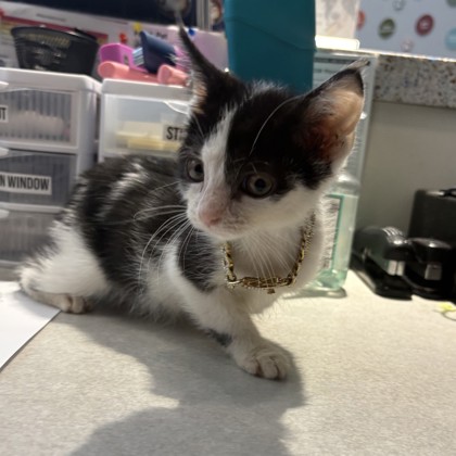 TYSON - Domestic Shorthair / Mix available for adoption