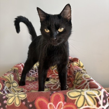 MONSTER JAM MONSTER TRUCK - Domestic Shorthair / Mix available for adoption