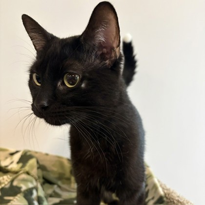BURT - Domestic Shorthair / Mix available for adoption