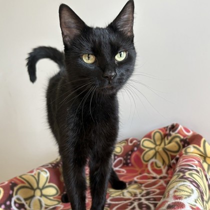MONSTER JAM MONSTER TRUCK - Domestic Shorthair / Mix available for adoption