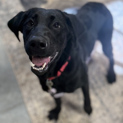 BRIGITTE - Mixed Breed, Large (over 44 lbs fully grown) / Mix available for adoption