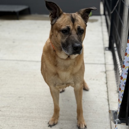 BEAU - Mixed Breed, Medium (up to 44 lbs fully grown) / Mix available for adoption