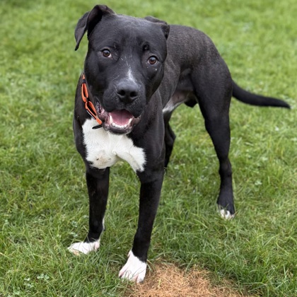 BEAN - Mixed Breed, Medium (up to 44 lbs fully grown) / Mix available for adoption