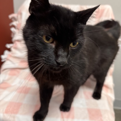 NIPPY - Domestic Shorthair / Mix available for adoption