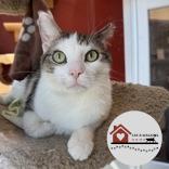 TOBY - Domestic Shorthair / Mix for adoption in Rockford