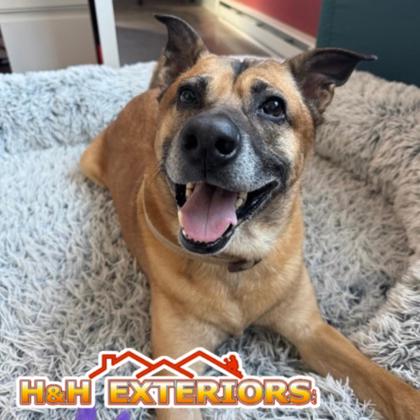 BEAU - Mixed Breed, Medium (up to 44 lbs fully grown) / Mix available for adoption