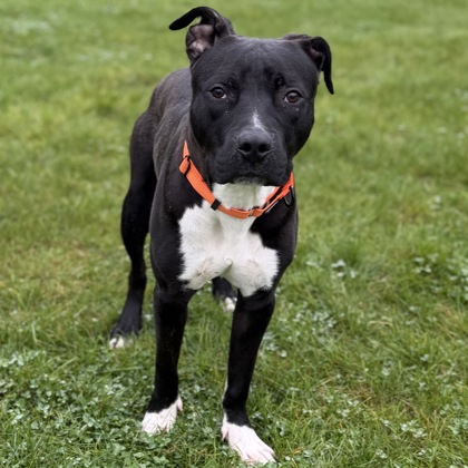 BEAN - Mixed Breed, Medium (up to 44 lbs fully grown) / Mix available for adoption