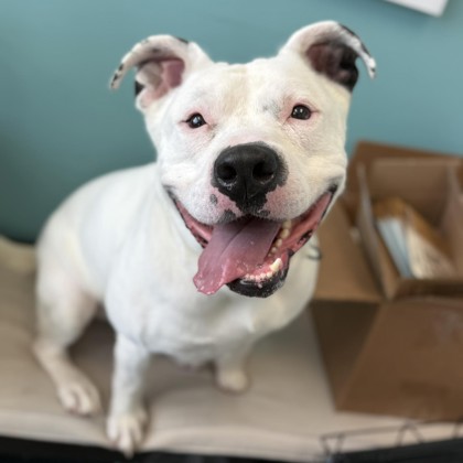 GHOST - Mixed Breed, Medium (up to 44 lbs fully grown) / Mix for adoption in Rockford