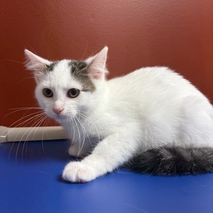 FERRIS - Domestic Shorthair / Mix available for adoption