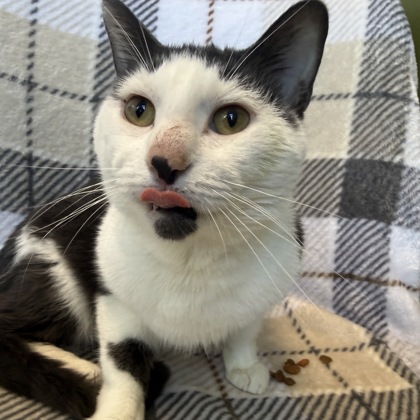 PANDA - Domestic Shorthair / Mix available for adoption