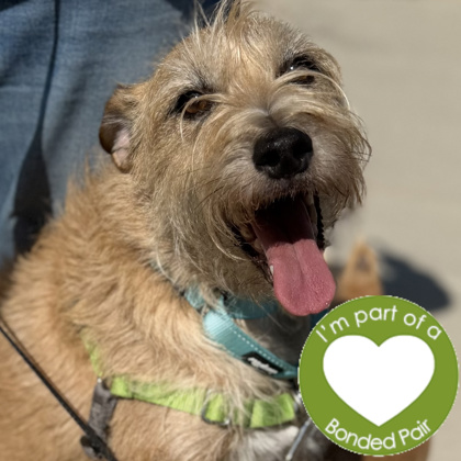WESLEY - Mixed Breed, Medium (up to 44 lbs fully grown) / Mix for adoption in Rockford