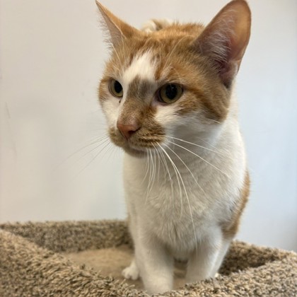 DONALD - Domestic Shorthair / Mix available for adoption