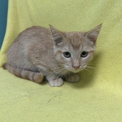 GOLFIE - Domestic Shorthair / Mix available for adoption
