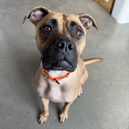 MIKA - Mixed Breed, Medium (up to 44 lbs fully grown) / Mix for adoption in Rockford