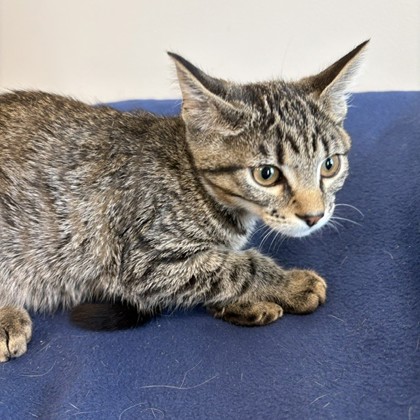ANGELO - Domestic Shorthair / Mix available for adoption