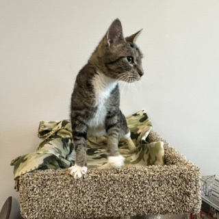 BROOKE - Domestic Shorthair / Mix available for adoption