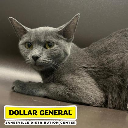 ASH - Domestic Shorthair / Mix available for adoption