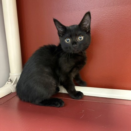 JURKIN - Domestic Shorthair / Mix available for adoption