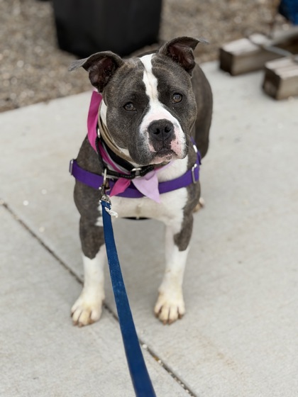 BRINDI - Mixed Breed, Medium (up to 44 lbs fully grown) / Mix available for adoption