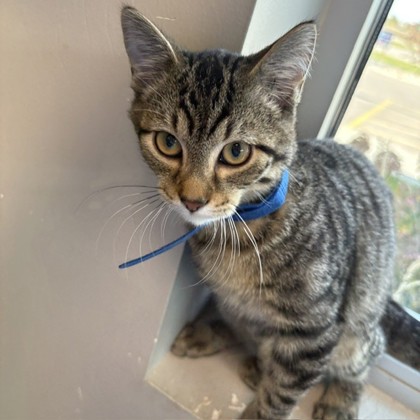MOSS - Domestic Shorthair / Mix available for adoption
