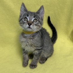 GUNTER - Domestic Shorthair / Mix available for adoption
