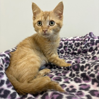 PUNKIN - Domestic Shorthair / Mix available for adoption