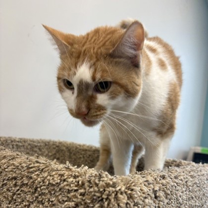 DONALD - Domestic Shorthair / Mix available for adoption