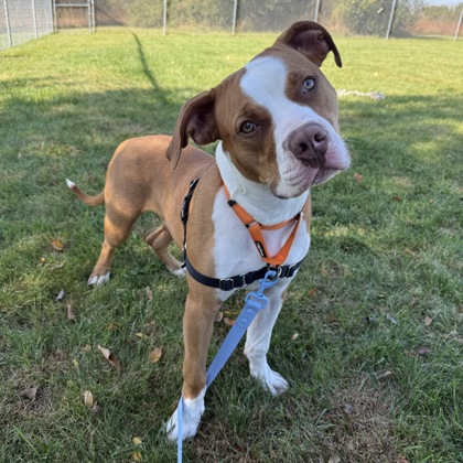 BUDDY - Mixed Breed, Medium (up to 44 lbs fully grown) / Mix available for adoption