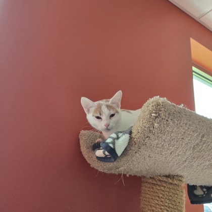 SHERRY - Domestic Shorthair / Mix for adoption in Rockford