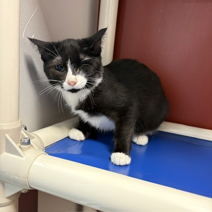 MARVEL - Domestic Shorthair / Mix available for adoption