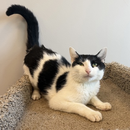 OBSIDIAN - Domestic Shorthair / Mix available for adoption