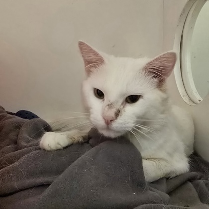 POWDER - Domestic Shorthair / Mix available for adoption