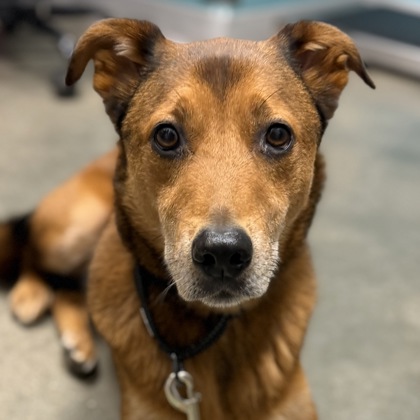 KINGSTON - Mixed Breed, Medium (up to 44 lbs fully grown) / Mix available for adoption