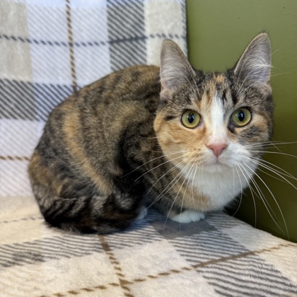 PEACHES (SGN) - Domestic Medium Hair / Mix available for adoption