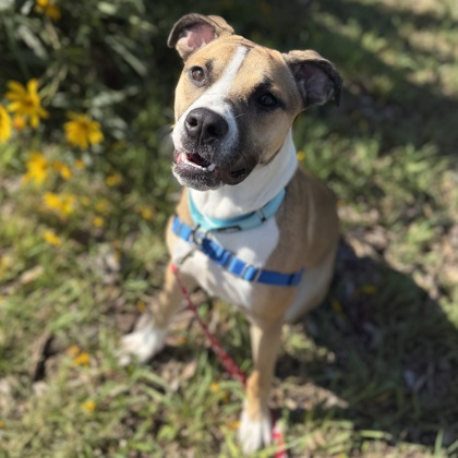 CAMRIE - Mixed Breed, Medium (up to 44 lbs fully grown) / Mix available for adoption