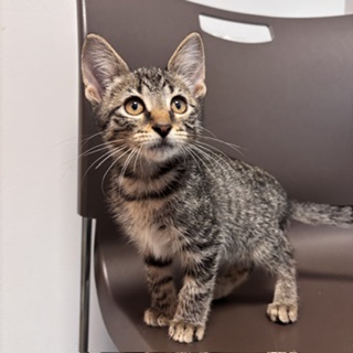 BEAN - Domestic Shorthair / Mix available for adoption