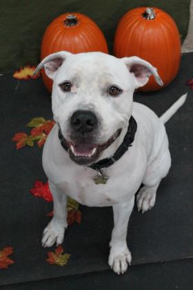 Humane Society of Manatee County Adopt a loving Dog | Humane Society of