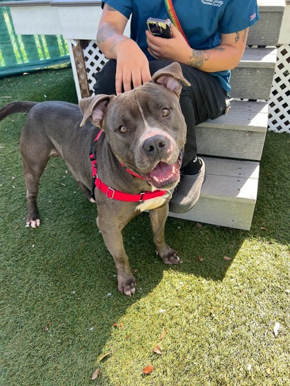 Humane Society of Manatee County Adopt a loving Dog - Humane Society of