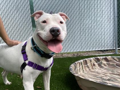 Humane Society of Manatee County Adopt a loving Dog - Humane Society of