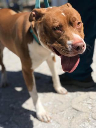 Humane Society of Manatee County Adopt a loving Dog | Humane Society of