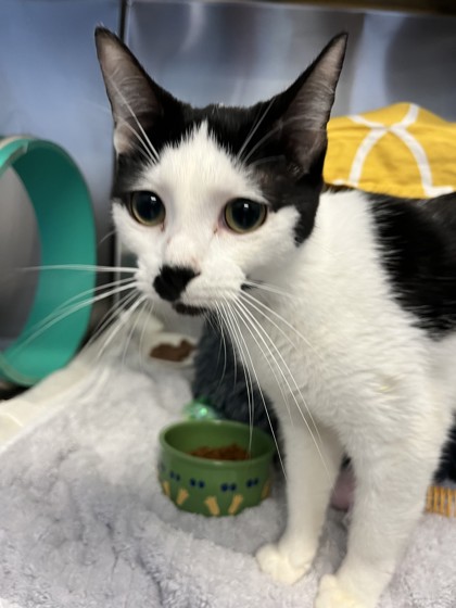 Angel, a 1 year and 6 months old Black Female Domestic Shorthair Cat