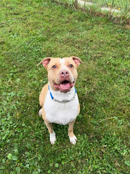 Xantina, a 7 years old Brown Female Bully American  - Standard Dog