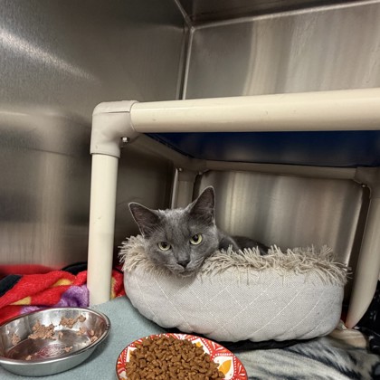 Lulu, a 4 years old Grey Female Domestic Shorthair Cat