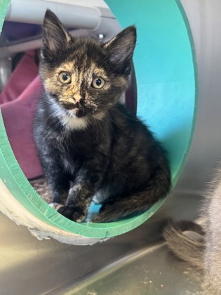 Slinky, a 2 months old Black Female Domestic Shorthair Cat