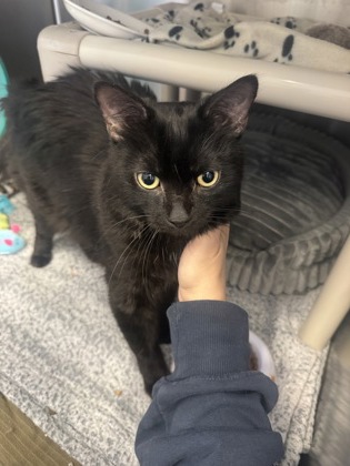 Lucien, a 1 year and 6 months old Black Male Domestic Shorthair Cat