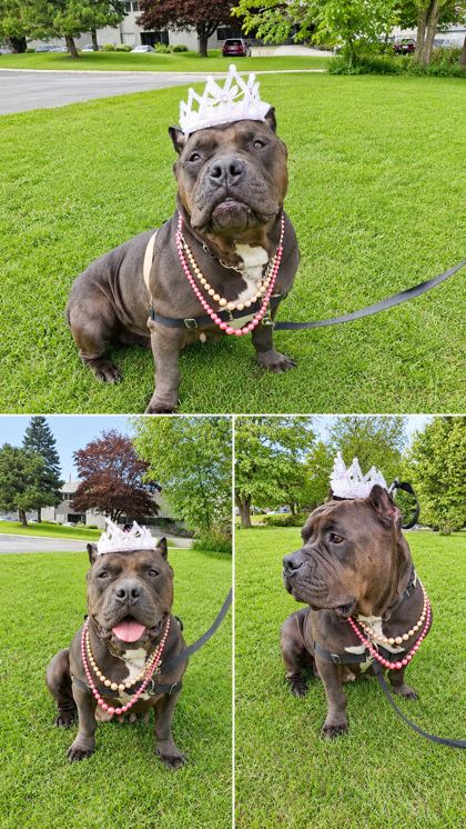 Mystique, a 7 years and 1 month old Black Female Bulldog Dog