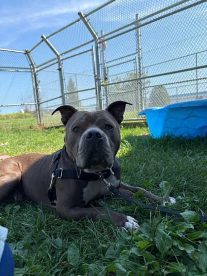 Piglet, a 2 years old Brown Male Bulldog, American Dog